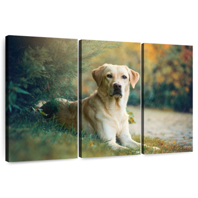 Brampt Labrador Retriever Mix