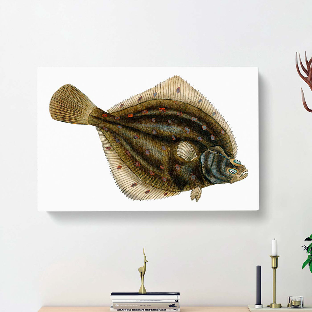 Plaice Fish by Edward Donovan - Wrapped Canvas