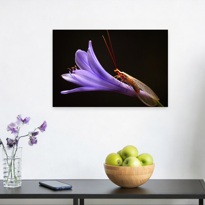 Lacewing On Purple Flower Delicate Vibrant Contemporary Violet Flower Nature Wall Art Print 1 Piece Wrapped Canvas Wall Art