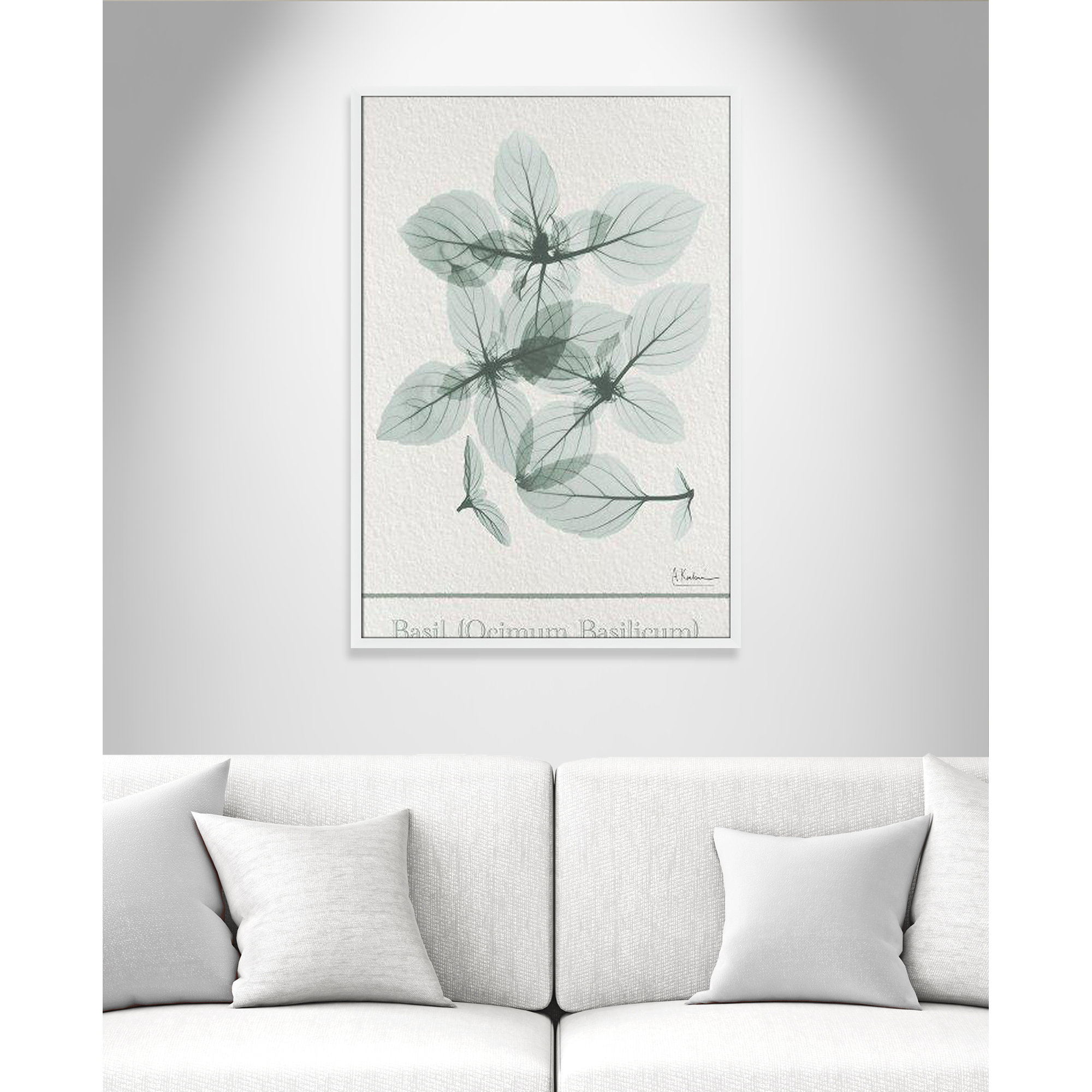 Basil Ocimum Basicicum Framed On Paper by Albert Koetsier Print, 41.5" H x 29.5" W x 1.25" D, Satin White Framed Paper