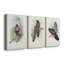 Gould Tropical Birds IV - Toile tendue avec châssis sur mesure - 3 pièces-1913898377