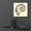 «Shell I» par Studio Mousseau-79918405