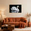 Cygne blanc sur fond noir, reproduction d'art sur toile tendue sur toile, ensemble de 1-833968762