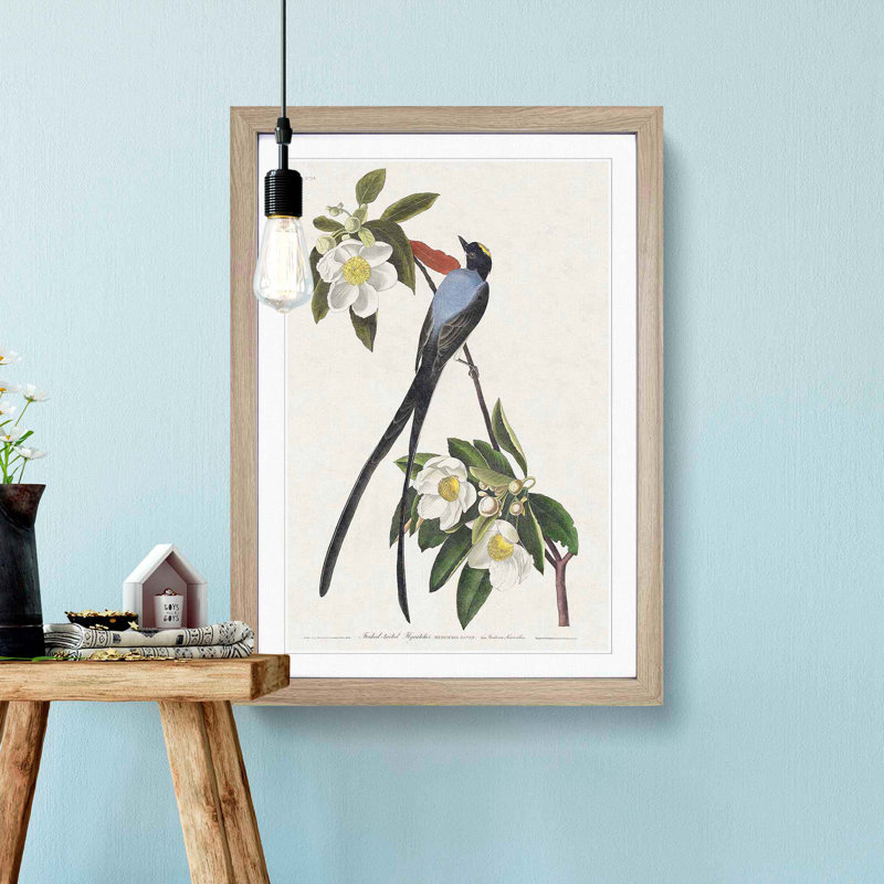 Fork-Tailed Flycatcher Bird by John Audubon - Framed Print, 36cm H x 27cm W x 2cm D, Oak Framed