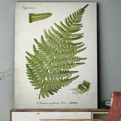" Botanical Plate XXII "