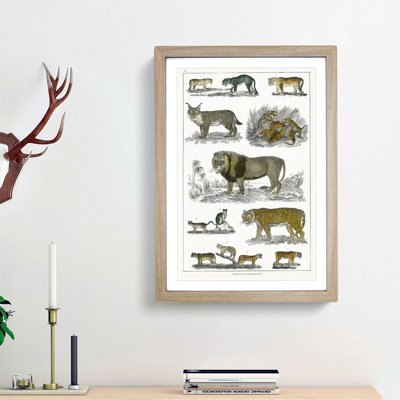 Cats & Big Cats by Oliver Goldsmith - Picture Frame Graphic Art Print