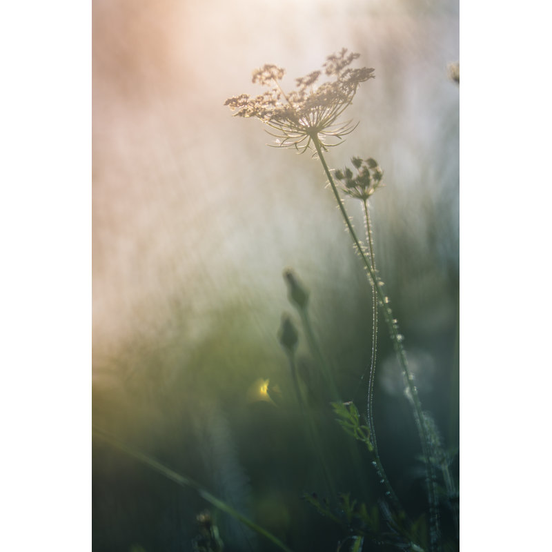 Morning Light In The Field - Wrapped Canvas Print, 91cm H x 61cm W x 3.8cm D