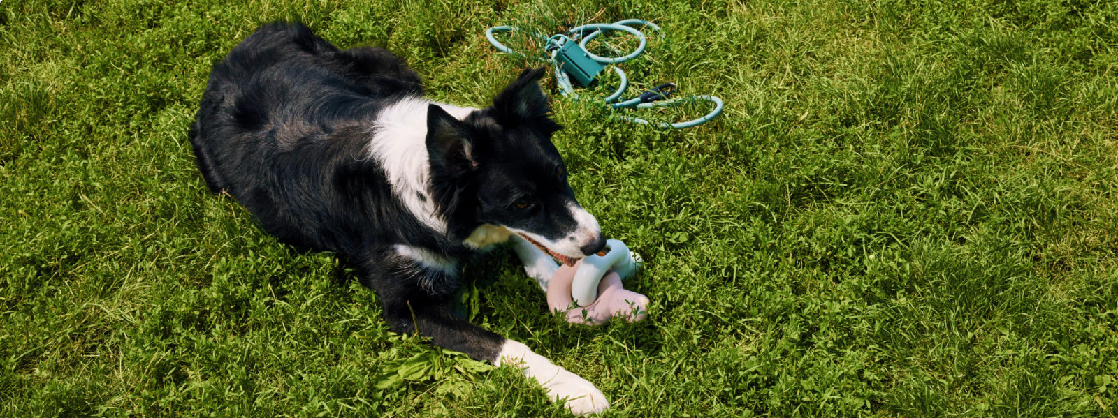 Fable Pets Image Hero
