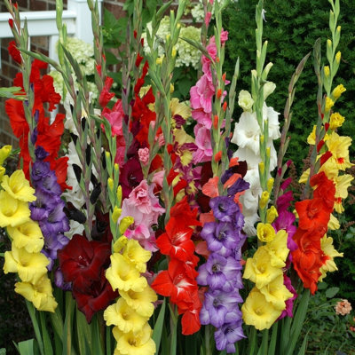 Colorful Mix Gladiolus - 40 Bulbs - Red, Yellow, White, Orange Flowers Attracts Butterflies, Bees & Hummingbirds