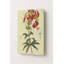 Lilium Superbum (Lily du Cap de Turk) — Portrait Art mural en métal-1731102040