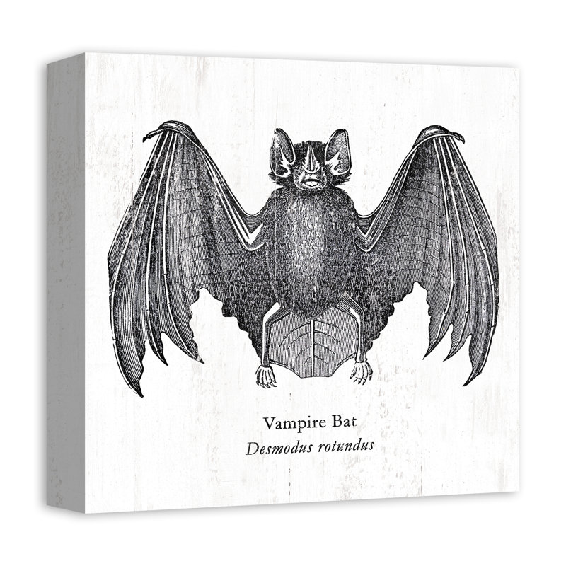 " Vampire Bat "