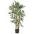 Multi Bambusa Bamboo Silk Tree-524981745