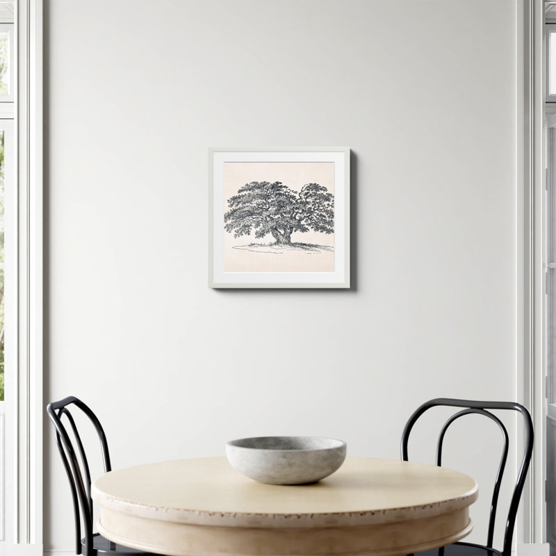 «Wide Oak Tree S Croquis» par Apolo, Oui, H 20 po x l 20 po, Papier avec cadre unique blanc