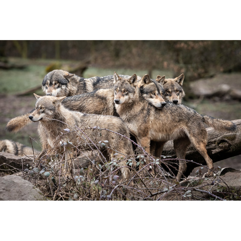 Family Of Wolf - Wrapped Canvas Print, 30cm H x 46cm W x 3.8cm D