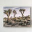 « views of joshua tree ix », reproduction de photo sur toile tendue-948424187
