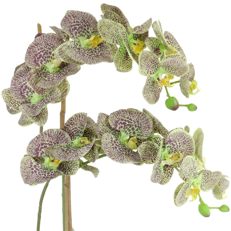 Double Orchid Arrangement, Green