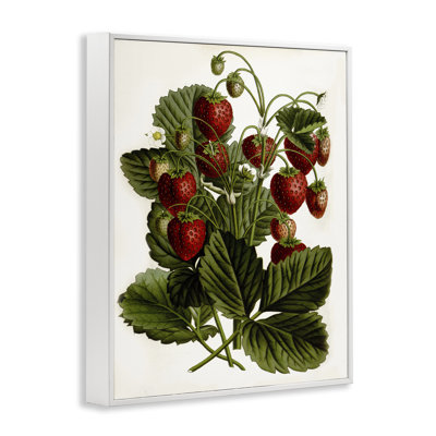 Strawberry Plant Study Art by Lettered and Lined