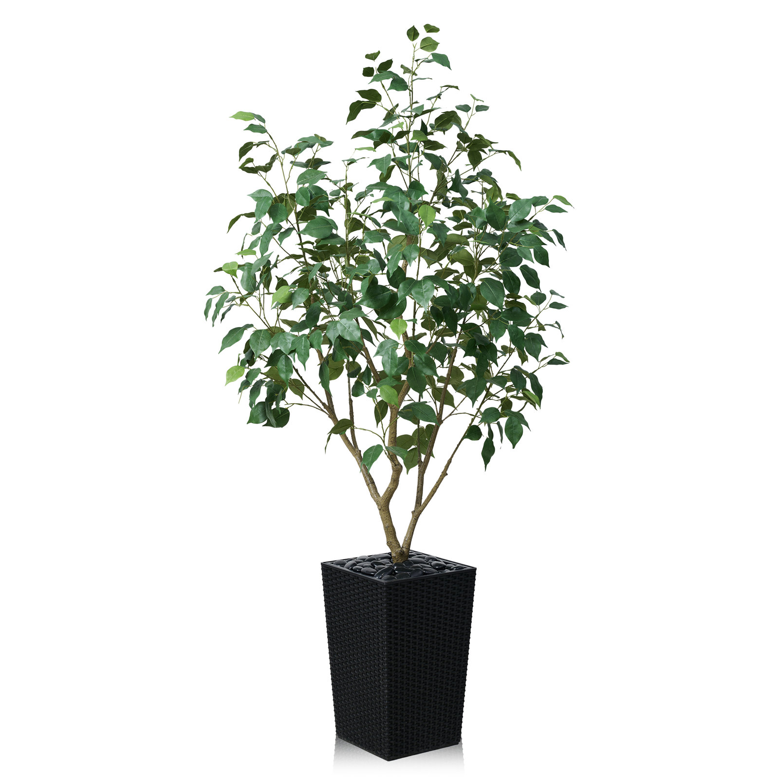 George Ficus Tree in Decorative Vase, Black, 60" H x 20" W x 20" D