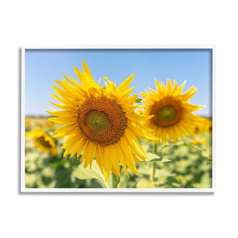 «Sunflower Florals In Sunny Blue Farm Field», art mural par Richard Silver, H 24 po x l 30 po x P 1,5 po