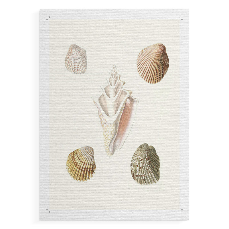 Pastel Knorr Shells IX - reproduction de toile seulement - non encadrée, H 48 po x l 32 po