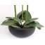 Plant-88685042-88685043