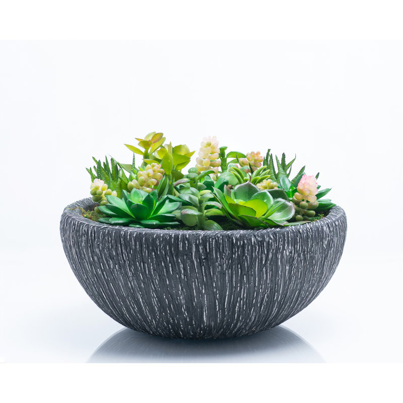Assorted Succulent in Pot