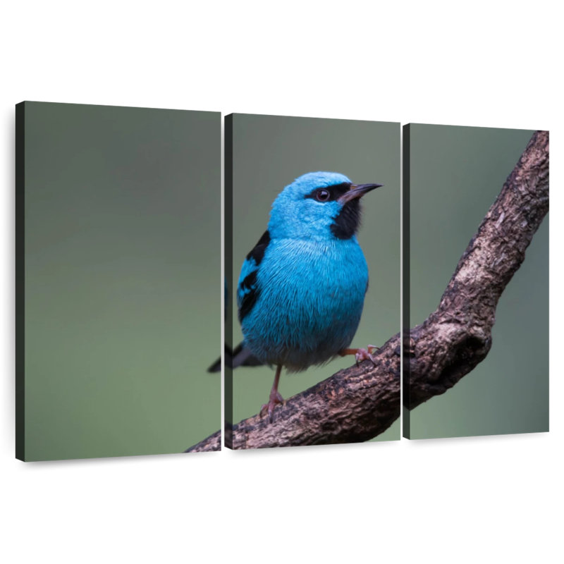 Vivid Blue Bird, 36" H x 57" W