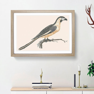 Parrot by Johan Teyler - Picture Frame Painting Print