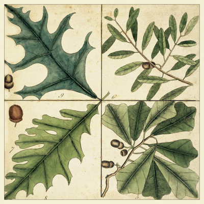 Catesby Leaf Quadrant III by Mark Catesby - Wrapped Canvas Painting