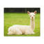 No Frame Print on Canvas-943833748
