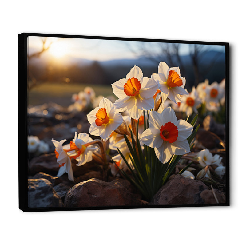 Daffodils Field Sunset II - Floral Wall Decor, H 34 po x l 44 po, Cadre flottant noir