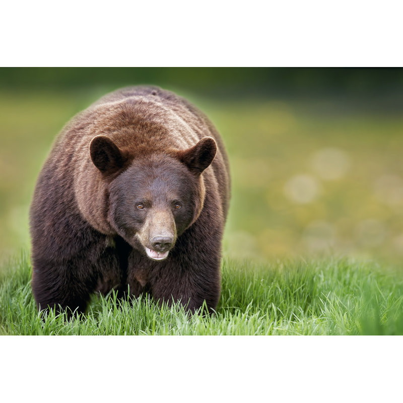 Bears At Play III - Wrapped Canvas Print, 30cm H x 46cm W