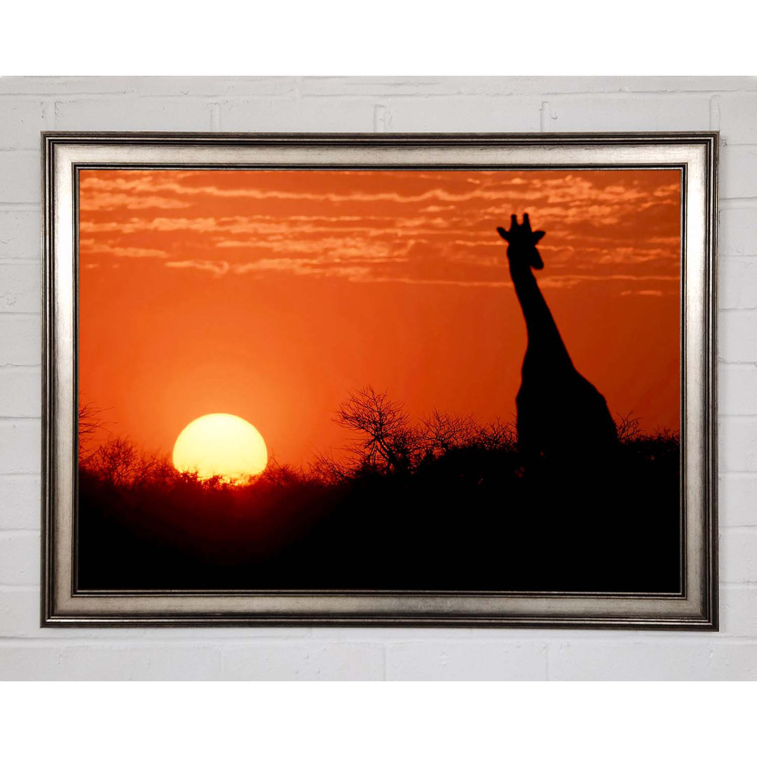 Afrikanische Giraffe im Sonnenuntergang - Einzelner Bilderrahmen Kunstdrucke