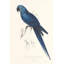 Hyacinthine Parakeet Print by Edward Lear-26705870