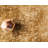Arabica Abstract Indoor Rug-1509756848