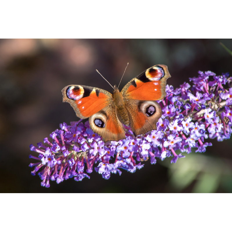 «Butterfly Resting» par Graham Martin - photographie sur toile tendue, H 24 po x l 36 po x P 1,25 po