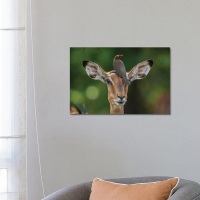 Impala And Oxpecker Horizontal by Mogens Trolle - Wrapped Canvas Print