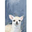 «Amazed», reproduction sur toile tendue-96019010