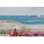 Jardin De Playa - No Frame Painting on Canvas