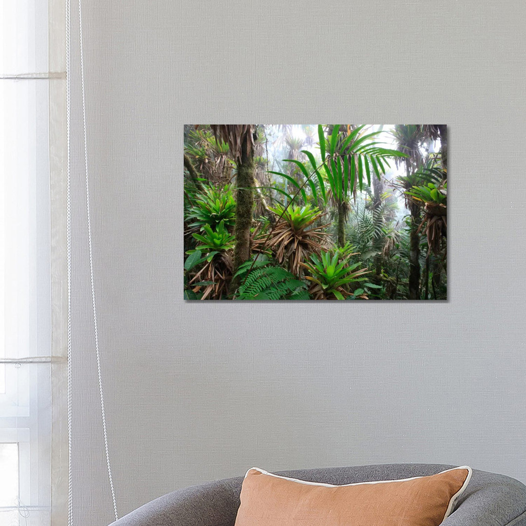 Bromeliad And Tree Fern At 1600 Meters Altitude In Tropical Rainforest, Sierra Nevada De Santa Marta National Park, Colombia III by Cyril Ruoso - Wrap