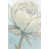 Wrapped Canvas