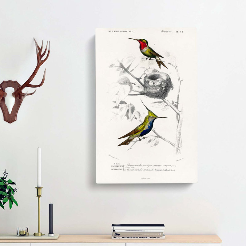Bird Illustrations PL. 5d by Charles D' Orbigny - Wrapped Canvas Painting, 60cm H x 40cm W x 3cm D