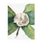 Art sur toile «Bachelor Mary Vaux Walcott Southern Magnolia»-103101092