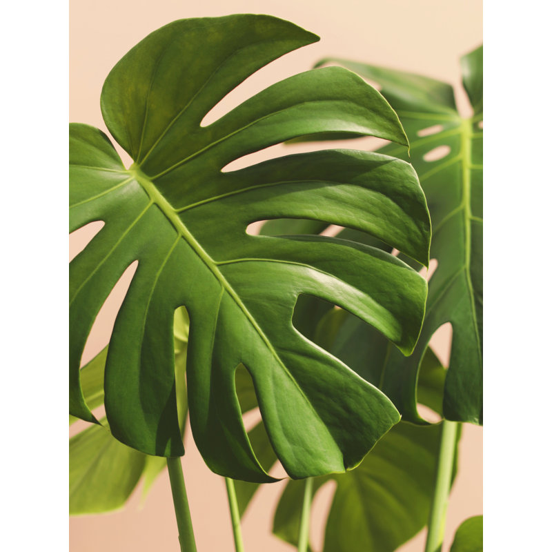 Verdure #2 Print by Alicia Bock, 30" H x 24" W, Black Framed Paper
