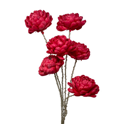 Tige de Farnum Chrysanthemum