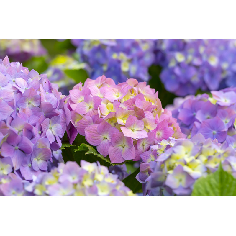 Oliga Hydrangea Flowers In Garden - Photographie sur toile tendue, H 8 po x l 12 po
