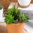 Mixed Assortment Arrangement