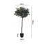 120cm Plant