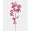 Faux Pink Dancing Oncidium 46.5"