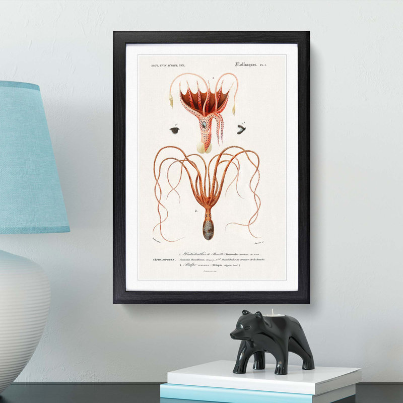 Octopus and Squid by Charles d Orbigny - Framed Print, 48cm H x 36cm W x 2cm D, Black Framed